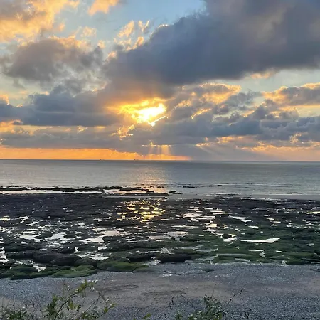 Anemone Audresselles